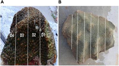 Measuring Stony Coral Tissue Loss Disease Induction and Lesion Progression Within Two Intermediately Susceptible Species, Montastraea cavernosa and Orbicella faveolata